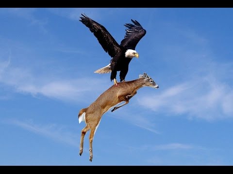 Kartallar uçmasını kimden öğrendi?