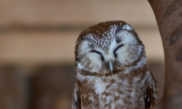 Öfke ve arzuyu denetlemede akıl yeterli midir?